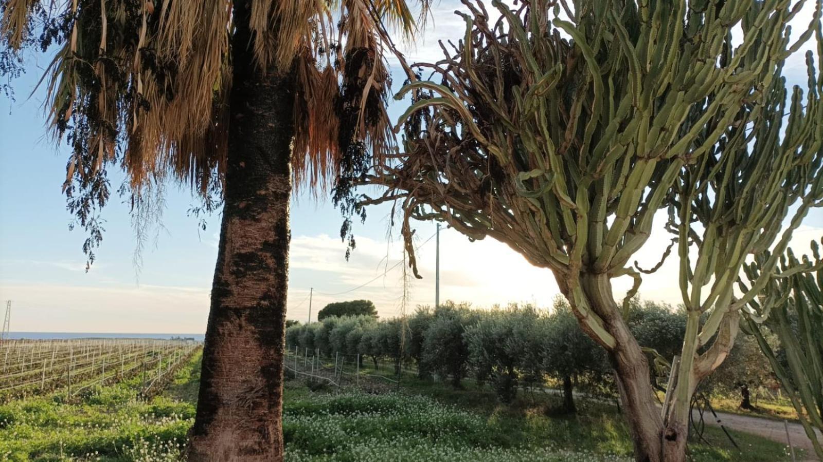 Casa Bouganville Villetta Tra Le Vigne E Il Mare مينفي المظهر الخارجي الصورة